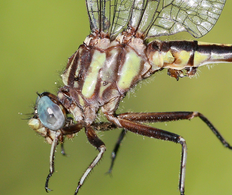 photo of Close-up of male lancet clubtail thorax