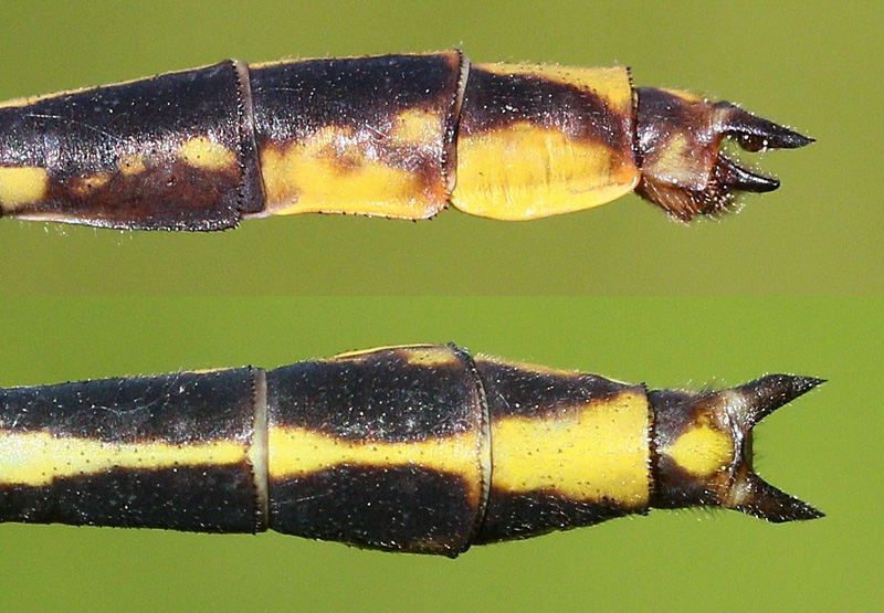 photo of Side (top image) and top view of male lancet clubtail cerci