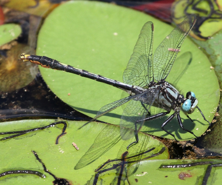 photo of Male lilypad clubtail