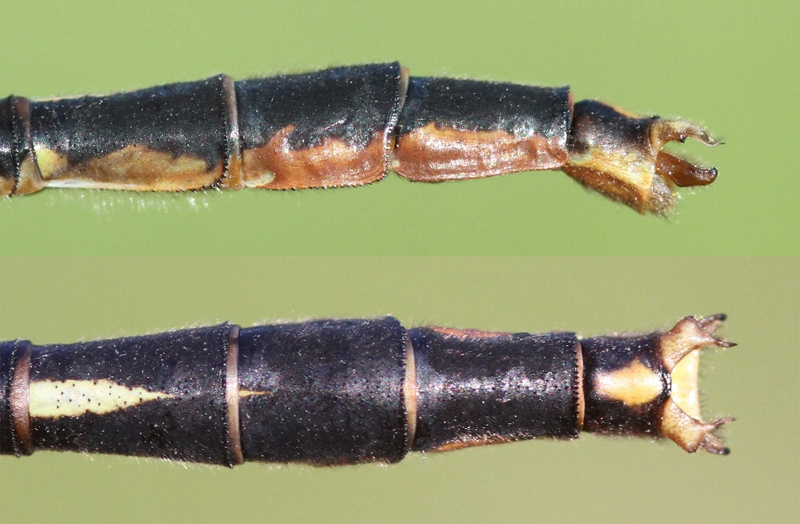 photo of Side (top image) and top view of male lilypad clubtail cerci