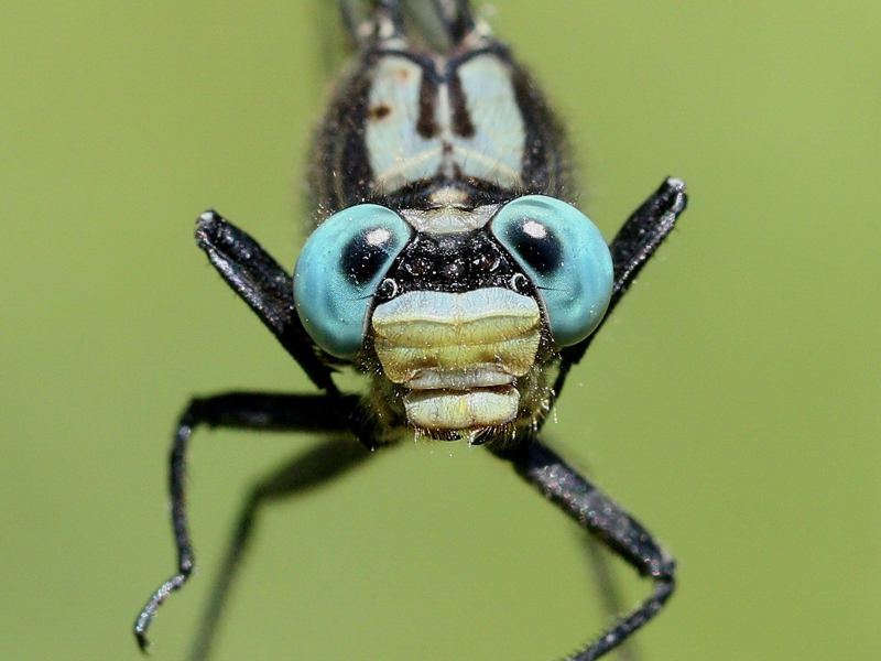 photo of Close-up of male lilypad clubtail face