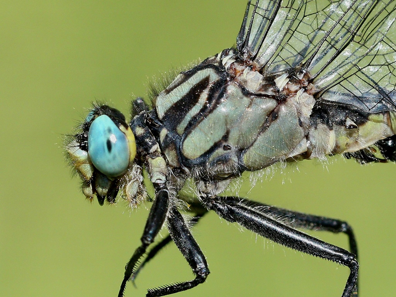 photo of Close-up of male lilypad clubtail thorax