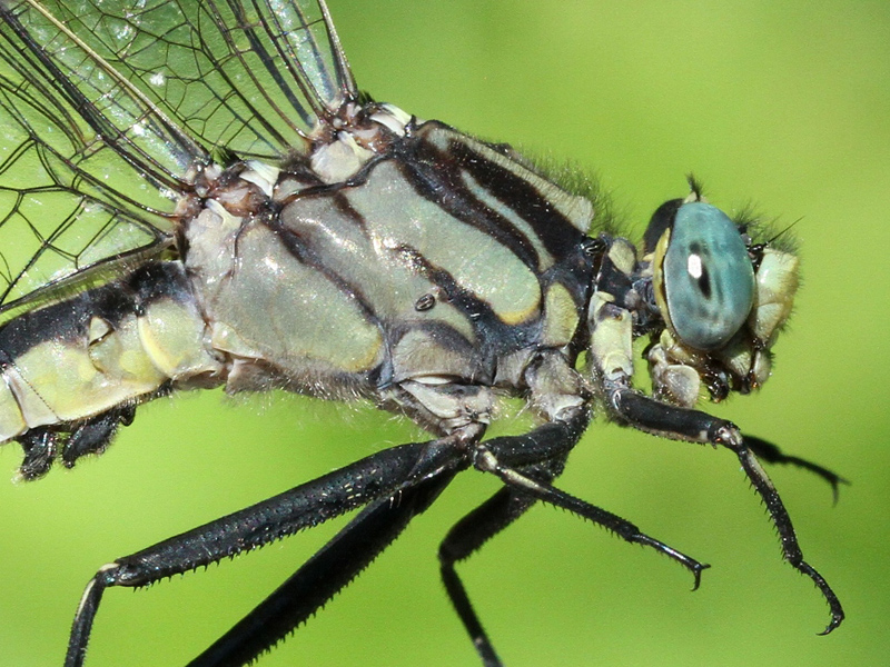 photo of Close-up of male midland clubtail thorax