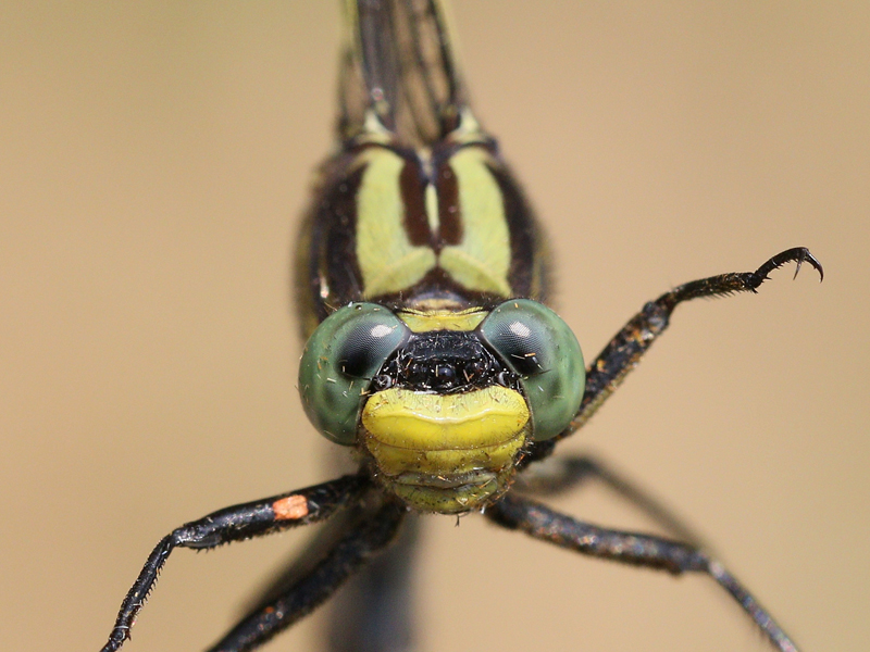 photo of Close-up of female midland clubtail face