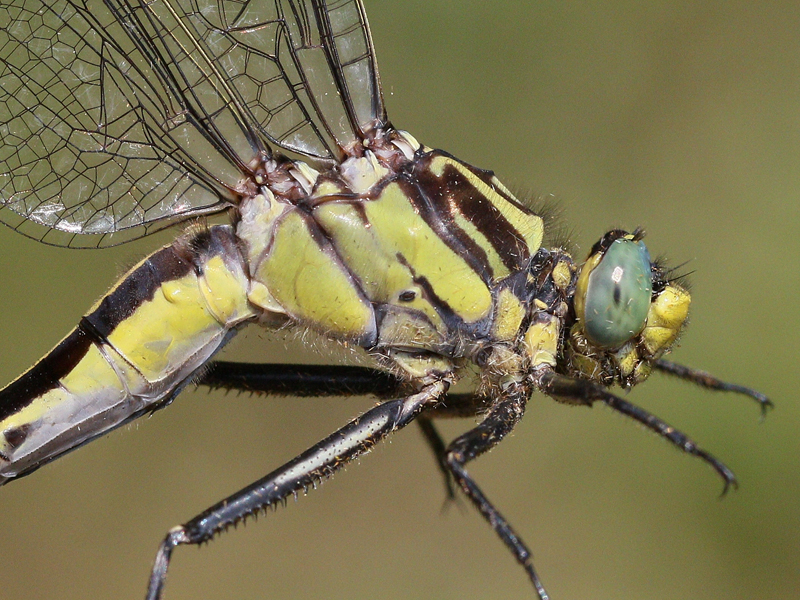 photo of Close-up of female midland clubtail thorax