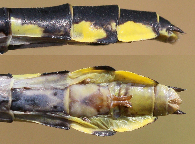 photo of Side (top image) and bottom view of female midland clubtail abdomen tip