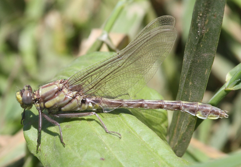 photo of Teneral male midland clubtail
