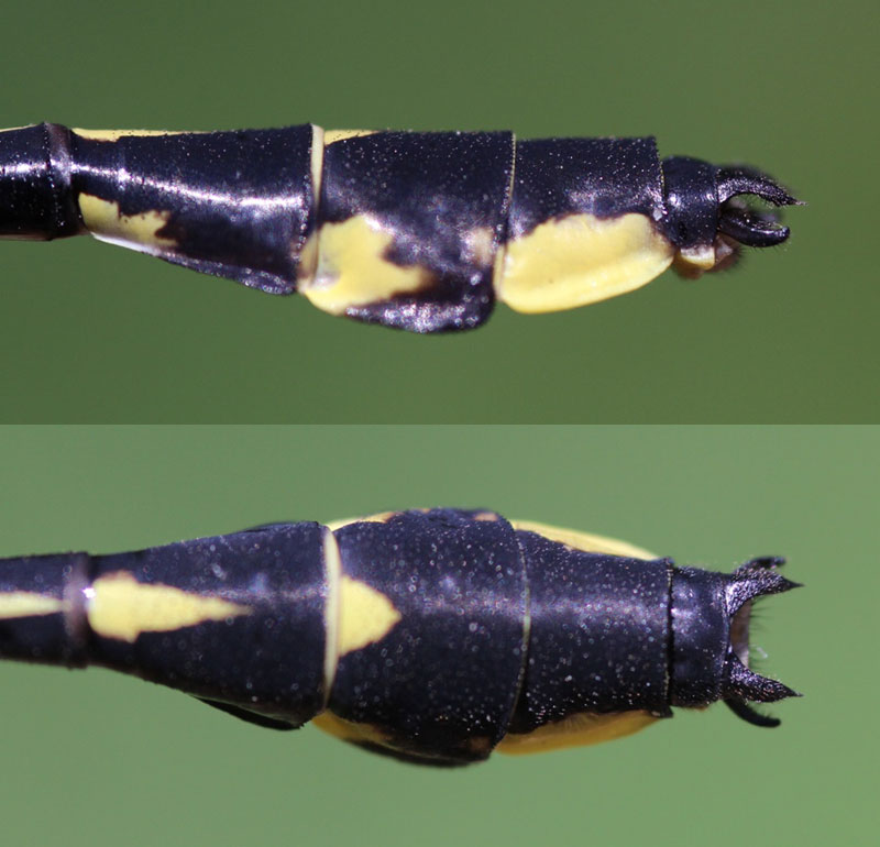 photo of Side (top image) and top view of cercus for male midland clubtail