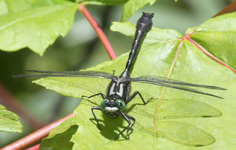 photo of Male mustached clubtail