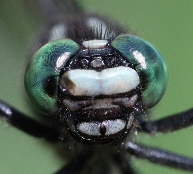 photo of Male mustached clubtail