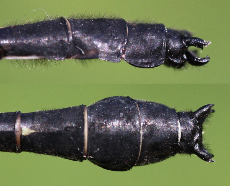 photo of Side (top image) and top view of cercus for male mustached clubtail