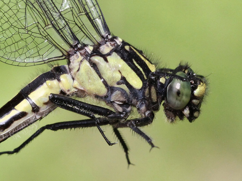 photo of Close-up of female mustached clubtail thorax
