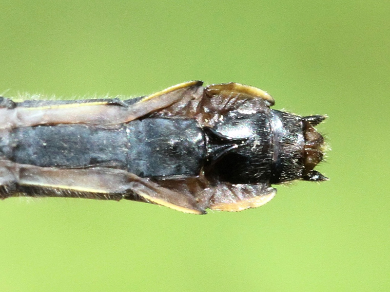 photo of Abdomen tip of female mustached clubtail showing subgenital plate