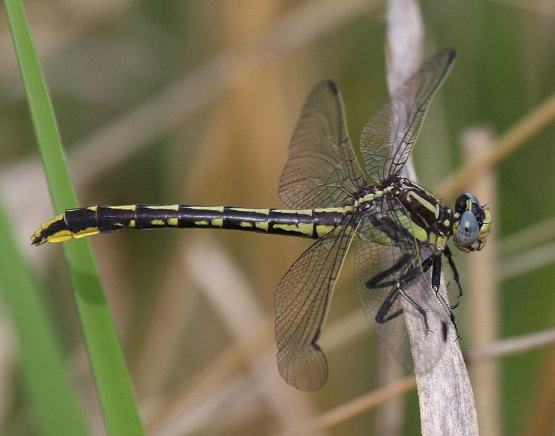 photo of Female pronghorn clubtail
