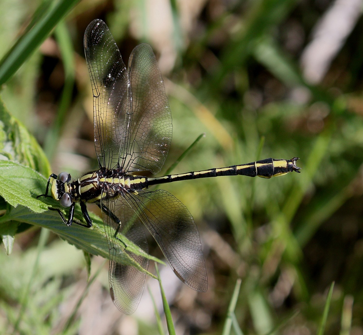 photo of Male pronghorn clubtail