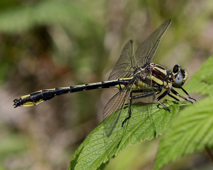 photo of Male pronghorn clubtail