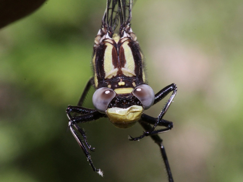 photo of Close-up of male pronghorn clubtail face