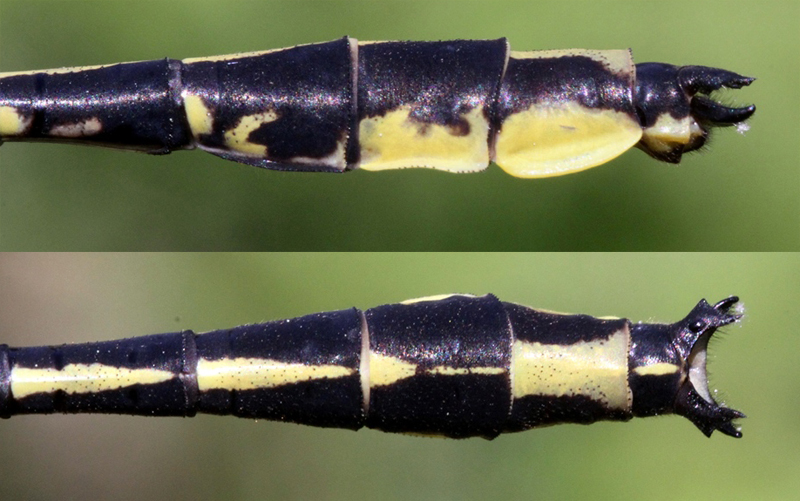 photo of Side (top image) and top view of cercus for male pronghorn clubtail