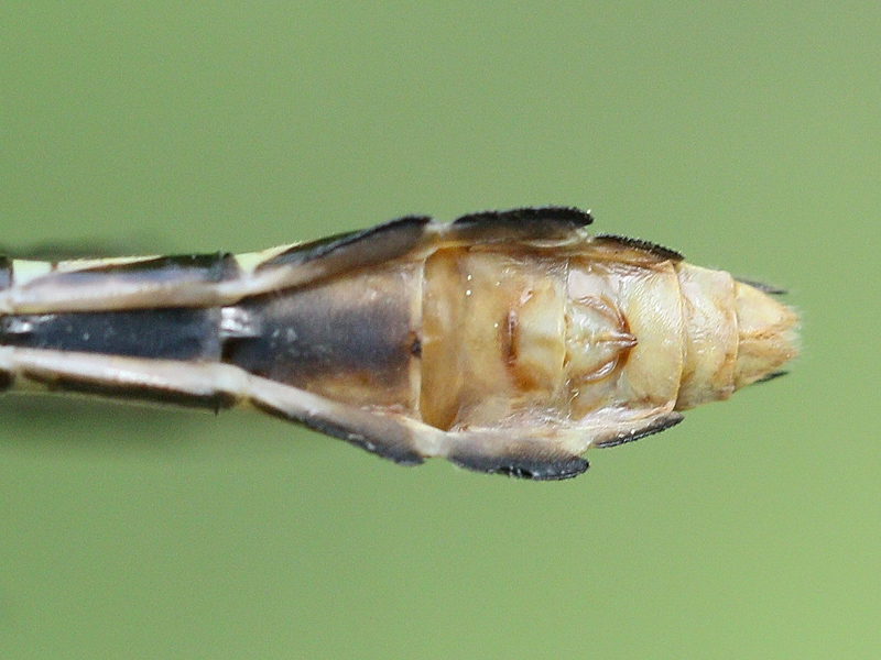 photo of Female pygmy snaketail abdomen tip