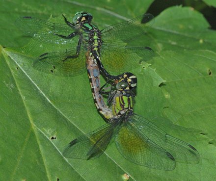 photo of Male and female pygmy snaketails