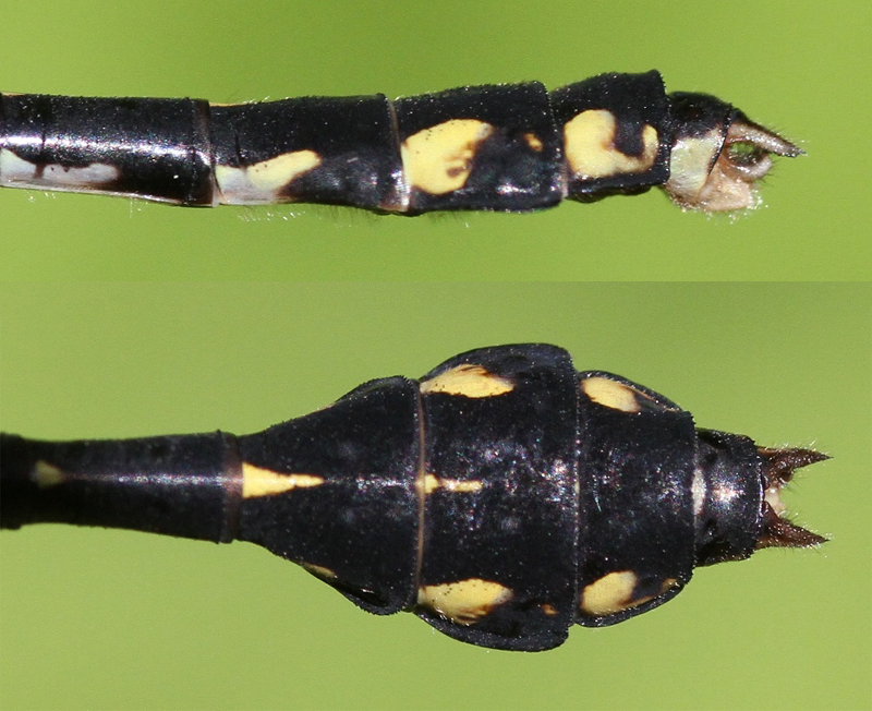 photo of Side (top image) and top view of male pygmy snaketail cerci