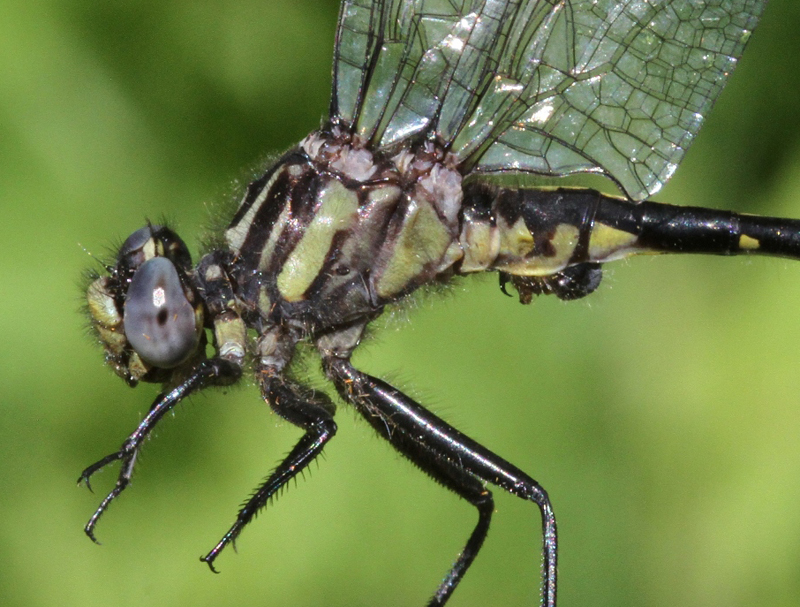 photo of Close-up of male rapids clubtail thorax