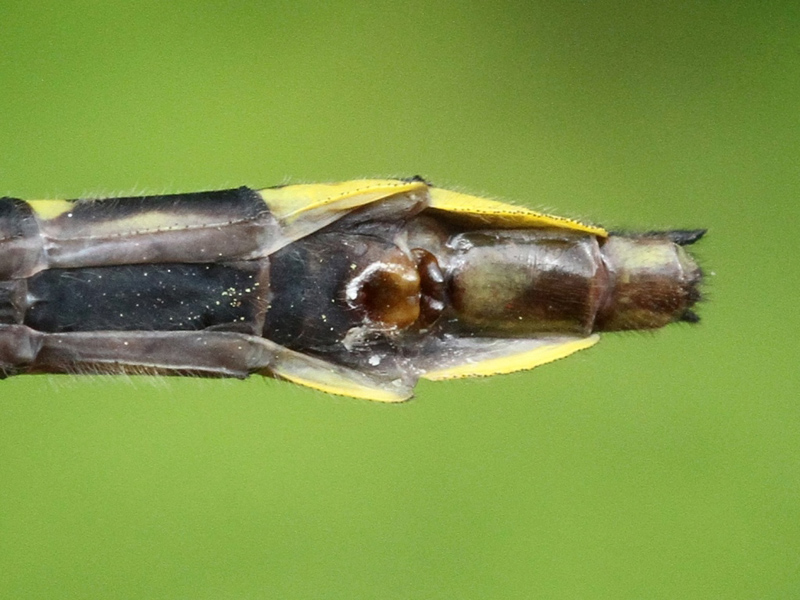 photo of Abdomen tip of female rapids clubtail showing subgenital plate