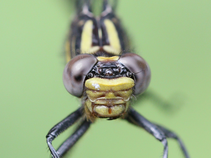 photo of Close-up of immature female rapids clubtail face