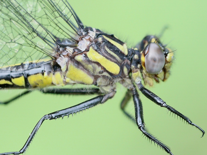 photo of Close-up of immature female rapids clubtail thorax