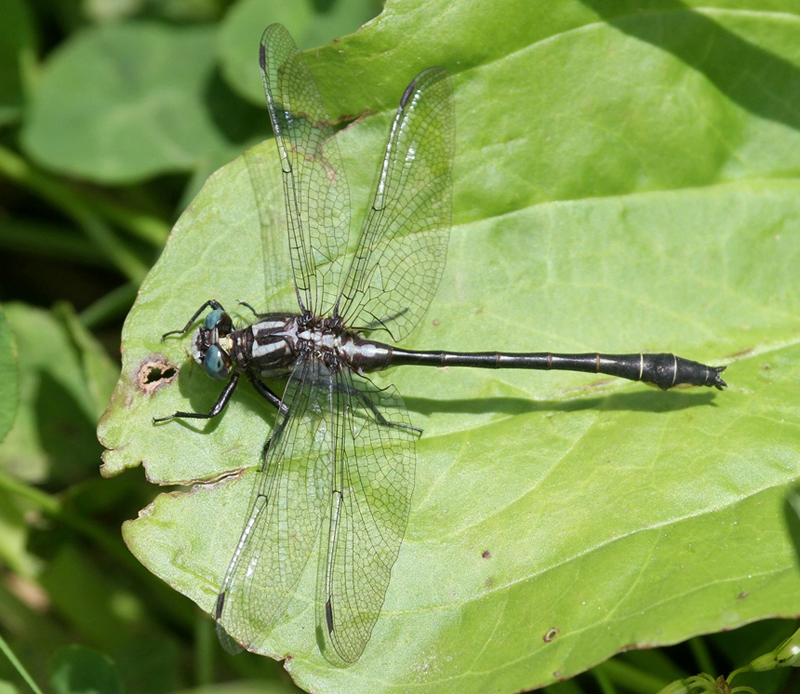 photo of Male rapids clubtail