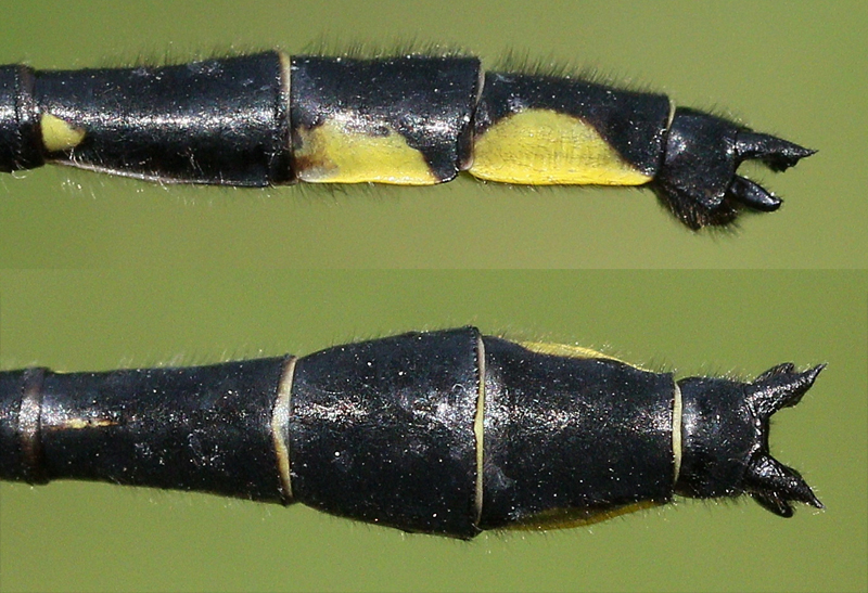 photo of Side (top image) and top view of cercus for male rapids clubtail