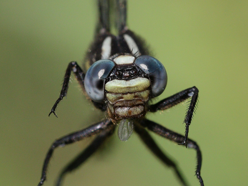 photo of Close-up of male rapids clubtail face