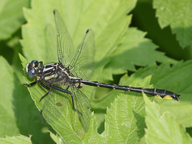 photo of Male rapids clubtail
