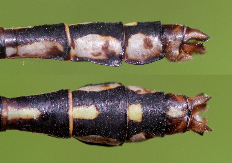 photo of Side (top image) and top view of cercus for male riffle snaketail