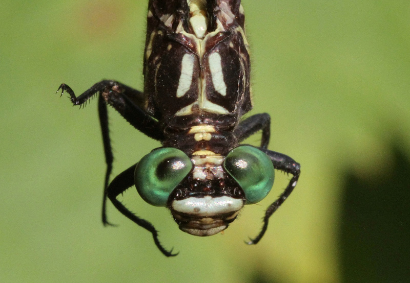 photo of Close-up of male riverine clubtail face