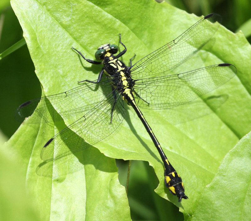 photo of Male riverine clubtail
