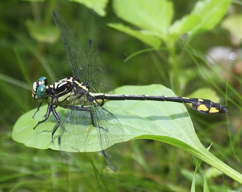 photo of Male riverine clubtail