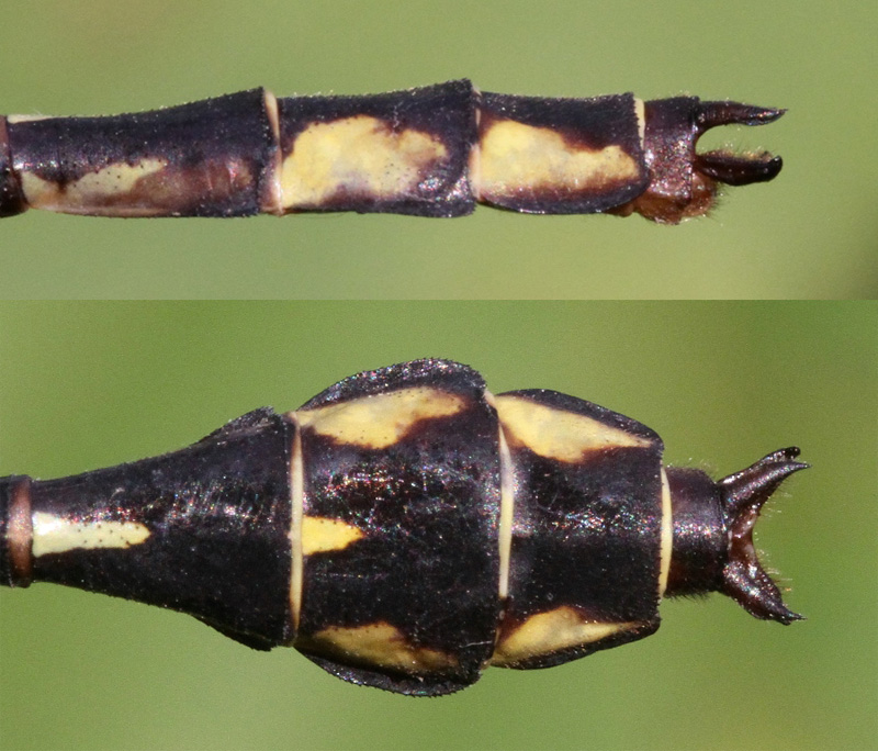 photo of Side (top image) and top view of cercus for male riverine clubtail