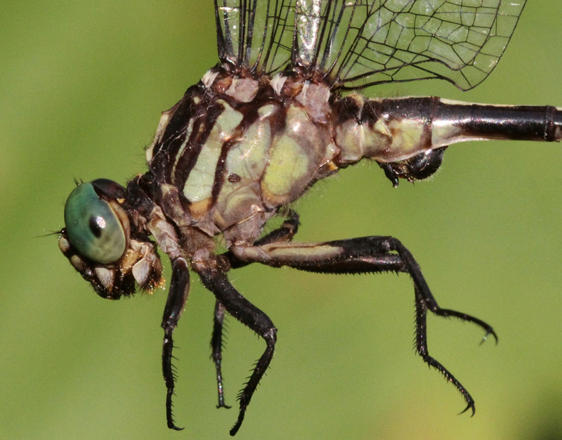 photo of Close-up of male riverine clubtail thorax