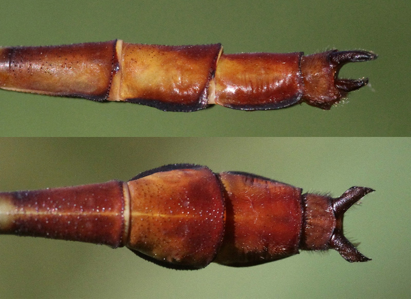 photo of Side (top image) and top view of male russet-tipped clubtail cerci