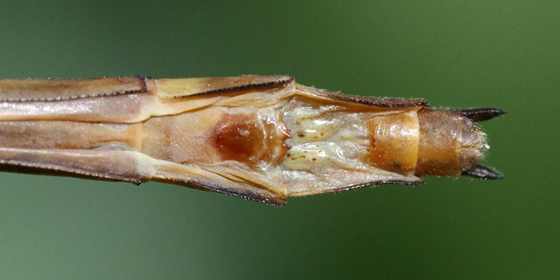 photo of Subgenital plate of female russet-tipped clubtail