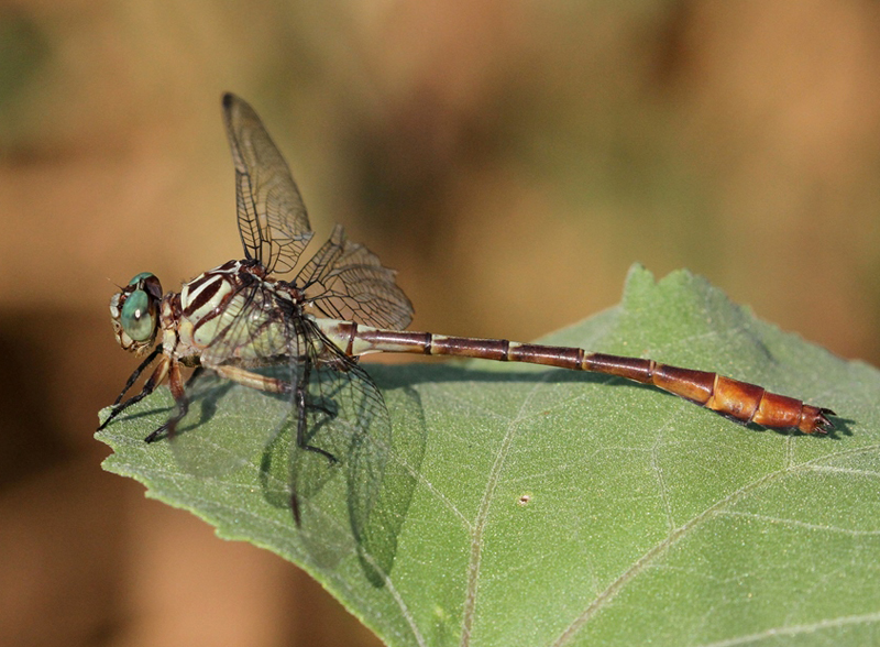 photo of Male russet-tipped clubtail