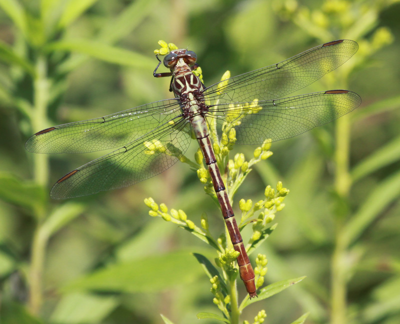 photo of Female russet-tipped clubtail