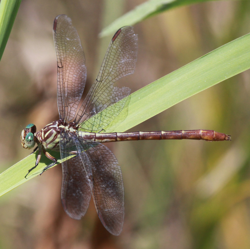 photo of Female russet-tipped clubtail