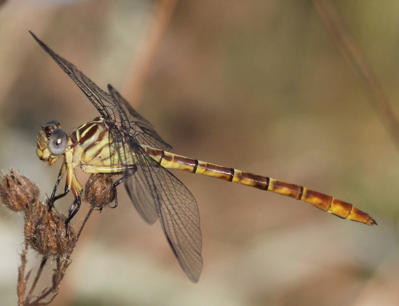 photo of Immature female russet-tipped clubtail