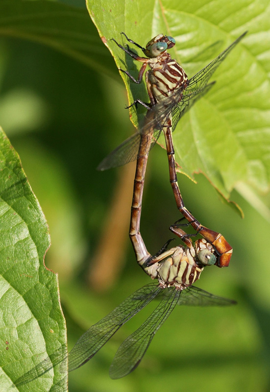 photo of Russet-tipped clubtail pair