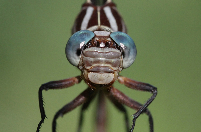 photo of Face of male russet-tipped clubtail