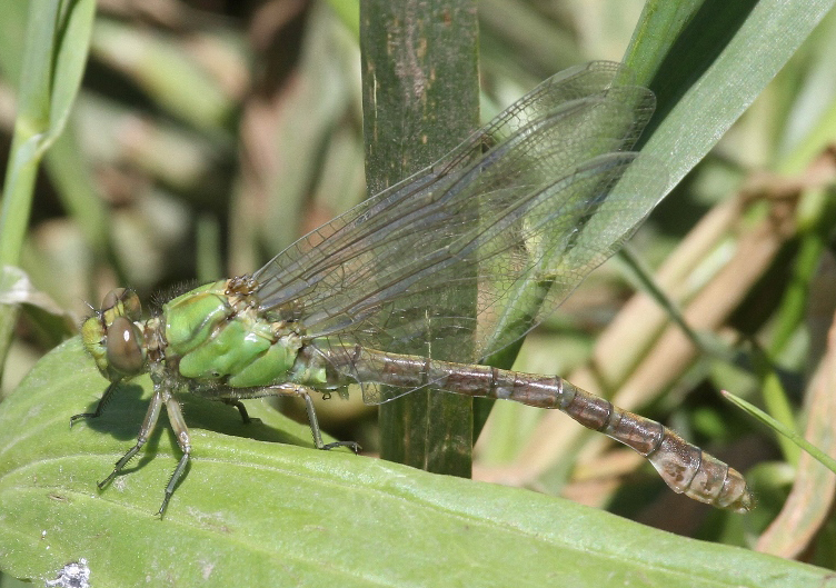 photo of Teneral male rusty snaketail