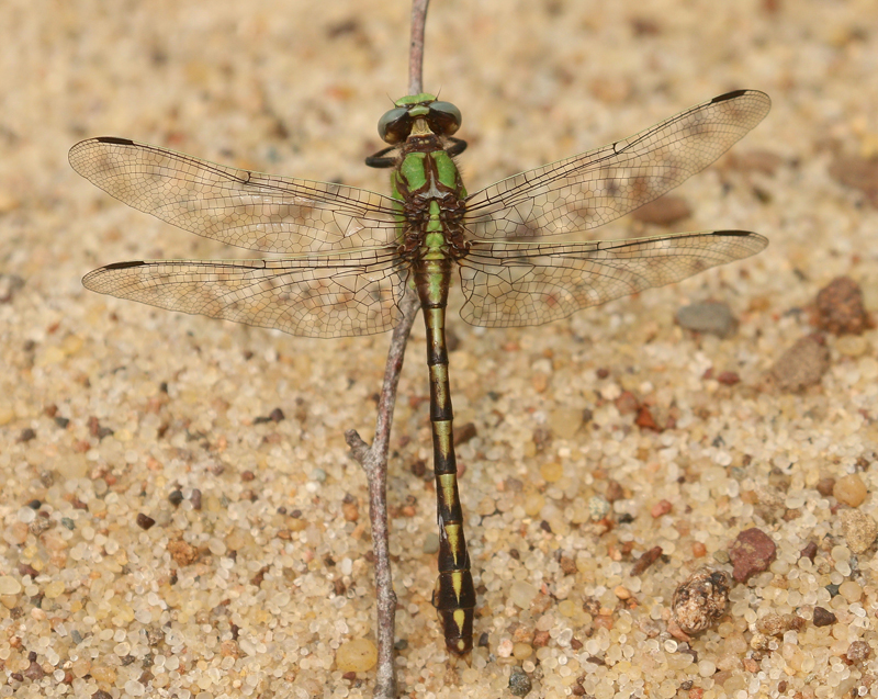 photo of Male Sioux snaketail