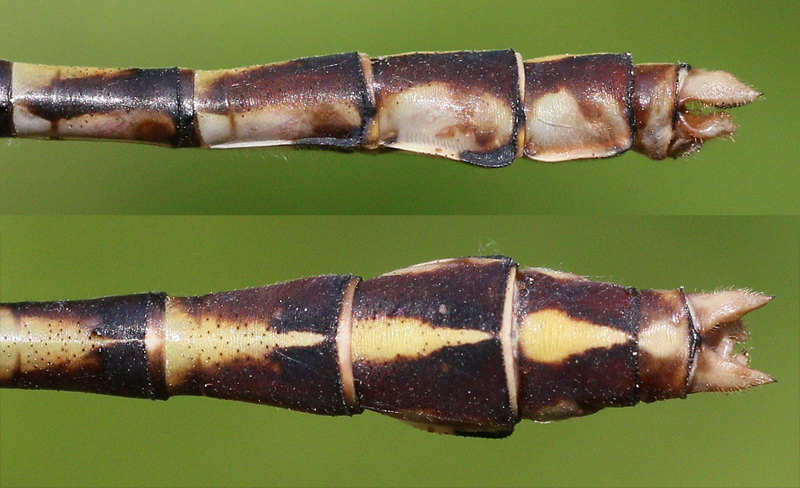 photo of Side (top image) and top view of cercus for male Sioux snaketail